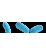 Microbiote