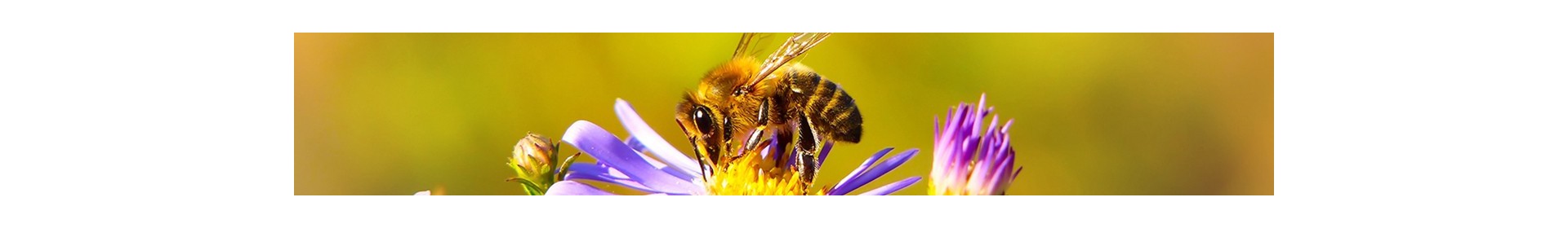 Bees