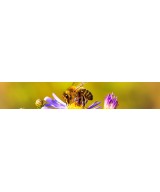 Bees