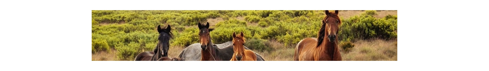 Horses
