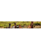 Chevaux