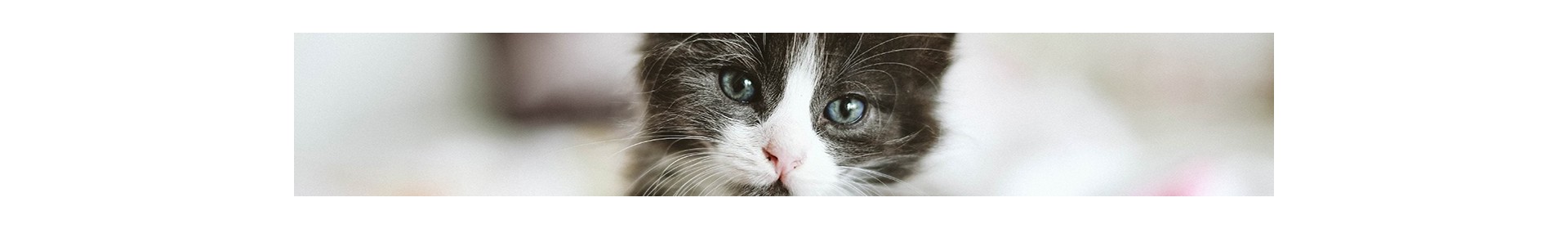 Katzen-Vögel - andere Säugetiere