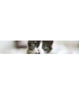 Chats-chiens-oiseaux-autres mammifères