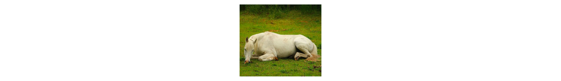 Horse's fur