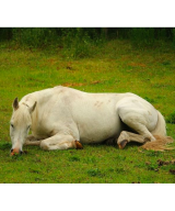 Horse's fur