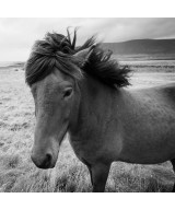 Septic arthritis of the foal