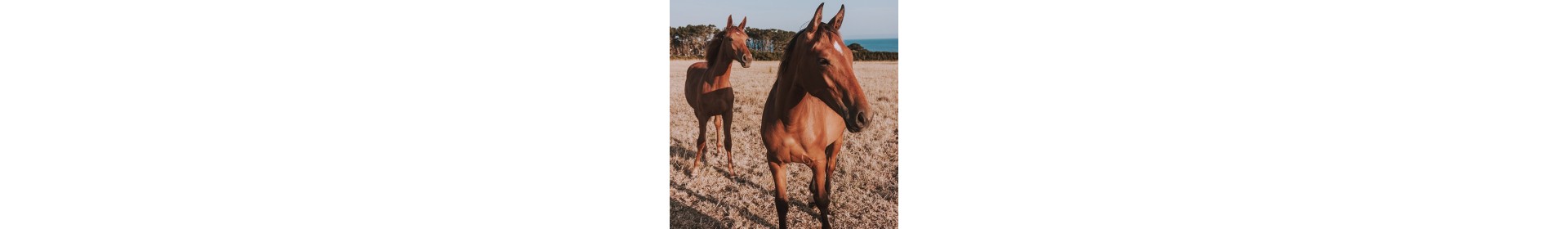 Equine metabolic syndrome