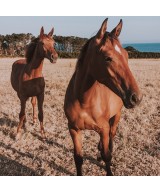 Equine metabolic syndrome