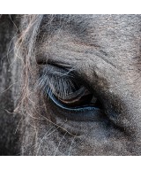 Eyes