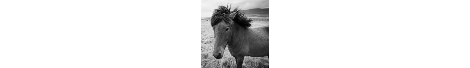 Sarcoidosis equine