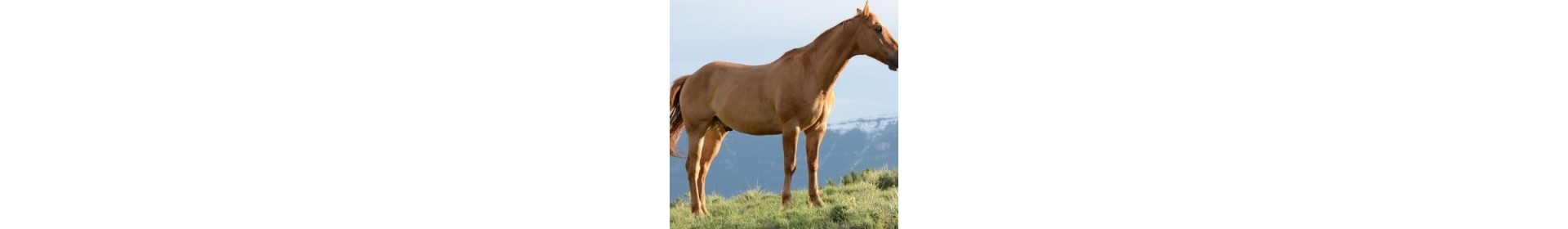 Horse osteoarthritis care