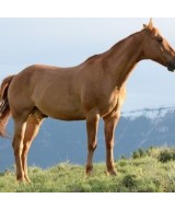 Horse's osteoarthritis